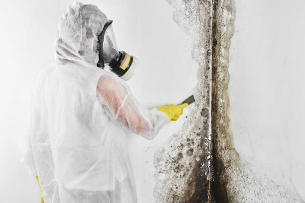 Best Attic Mold Removal  in Columbus Grove, OH