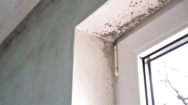Best Best Mold Removal Companies  in Columbus Grove, OH