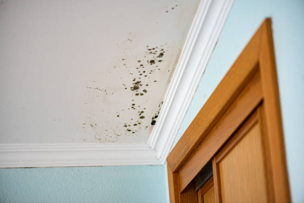 Best Mold Removal Company Near Me  in Columbus Grove, OH