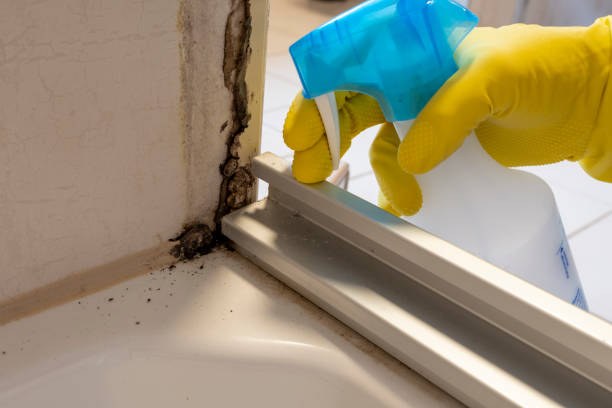 Best Office Mold Removal Services  in Columbus Grove, OH