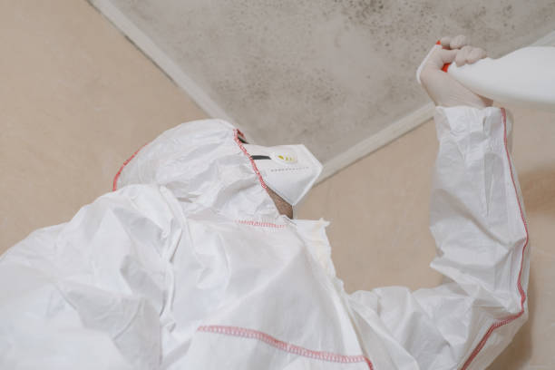 Best Mold Remediation  in Columbus Grove, OH
