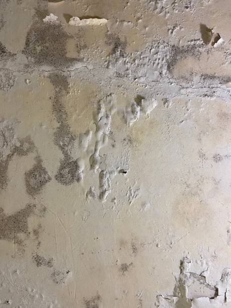 Best Black Mold Removal  in Columbus Grove, OH