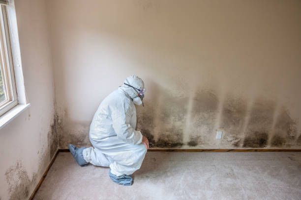 Trusted Columbus Grove, OH Mold Removal Experts