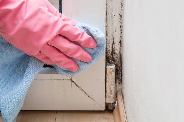 Best Mold Testing  in Columbus Grove, OH